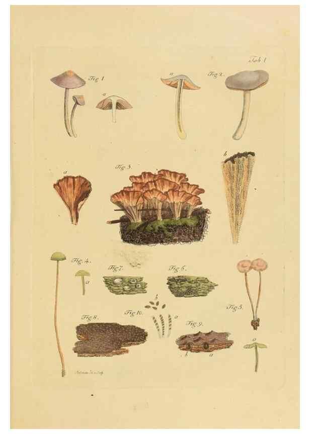 Reproducción/Reproduction 40972948061: Icones et descriptiones fungorum minus cognitorum.. Lipsiae,Bibliopolii Breitkopf-Haerteliani impensis[1798-1800]. 