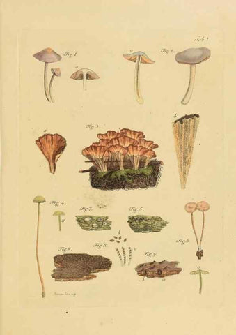 Reproducción/Reproduction 40972948061: Icones et descriptiones fungorum minus cognitorum.. Lipsiae,Bibliopolii Breitkopf-Haerteliani impensis[1798-1800]. 