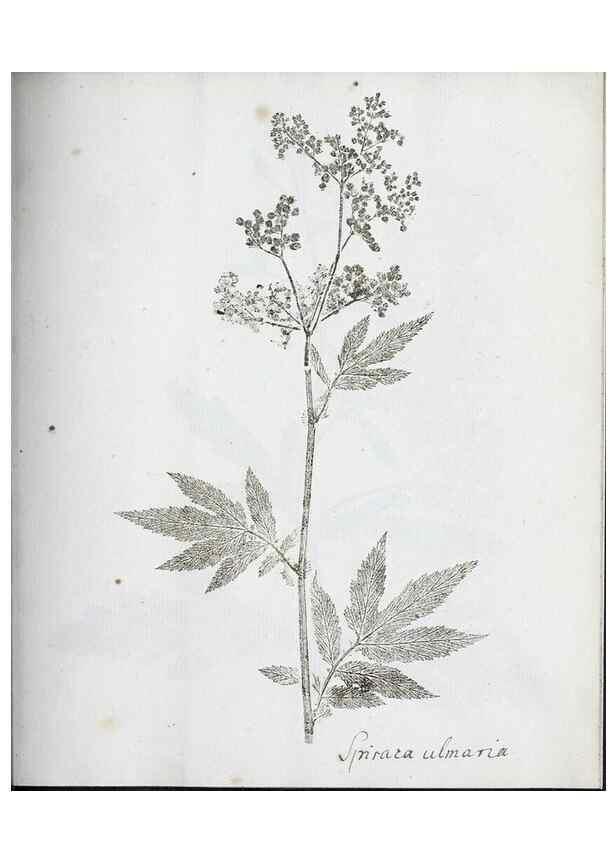 Reproducción/Reproduction 27068084988: Abdrücke lebendiger Kräuter.. Erlang,1799.. 