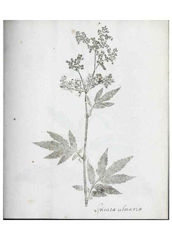 Reproducción/Reproduction 27068084988: Abdrücke lebendiger Kräuter.. Erlang,1799.. 