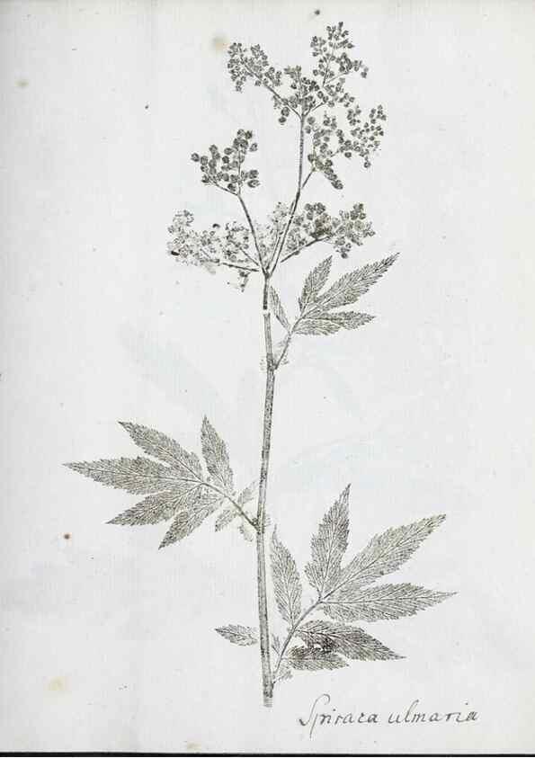 Reproducción/Reproduction 27068084988: Abdrücke lebendiger Kräuter.. Erlang,1799.. 