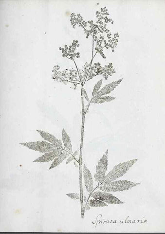 Reproducción/Reproduction 27068084988: Abdrücke lebendiger Kräuter.. Erlang,1799.. 