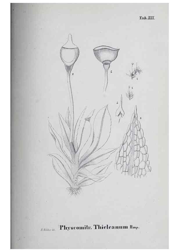 Reproducción/Reproduction 40345085954: Icones muscorum novorum vel minus cognitorum /. Bonnae :Henry & Cohen,1844.. 