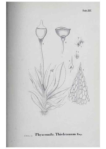 Reproducción/Reproduction 40345085954: Icones muscorum novorum vel minus cognitorum /. Bonnae :Henry & Cohen,1844.. 