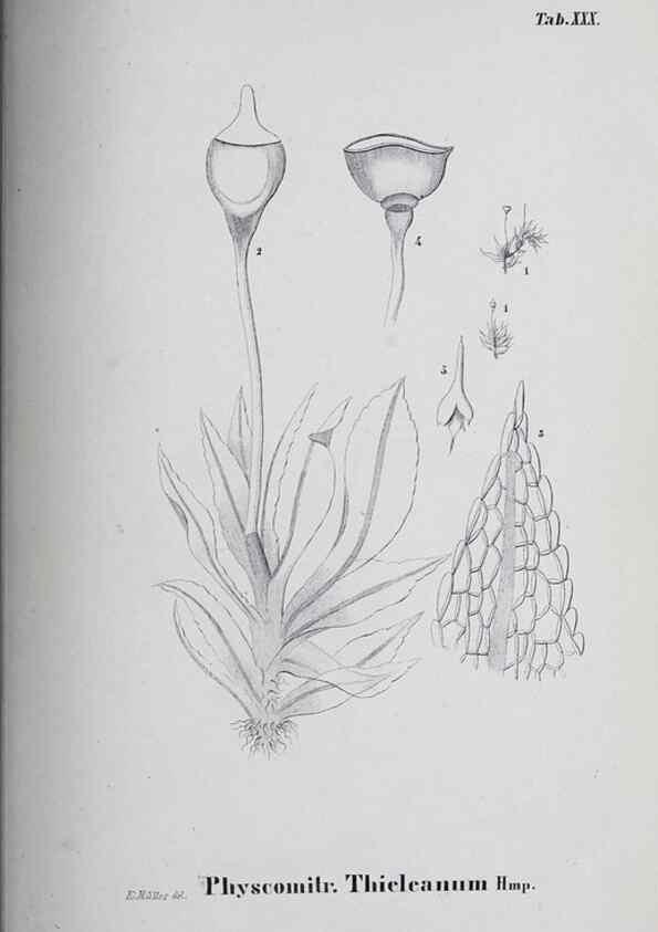 Reproducción/Reproduction 40345085954: Icones muscorum novorum vel minus cognitorum /. Bonnae :Henry & Cohen,1844.. 