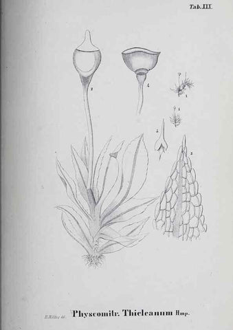Reproducción/Reproduction 40345085954: Icones muscorum novorum vel minus cognitorum /. Bonnae :Henry & Cohen,1844.. 