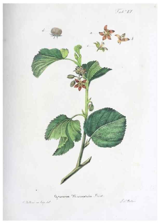 Reproducción/Reproduction 41008119372: Horti botanici bononiensis plantae novae vel minus cognitae.. Bononiae,1838-39.. 