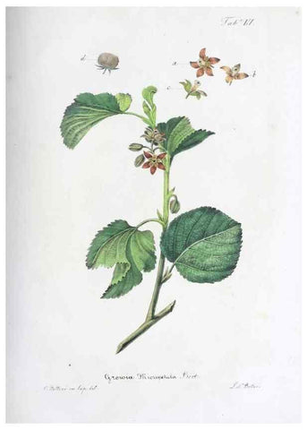 Reproducción/Reproduction 41008119372: Horti botanici bononiensis plantae novae vel minus cognitae.. Bononiae,1838-39.. 