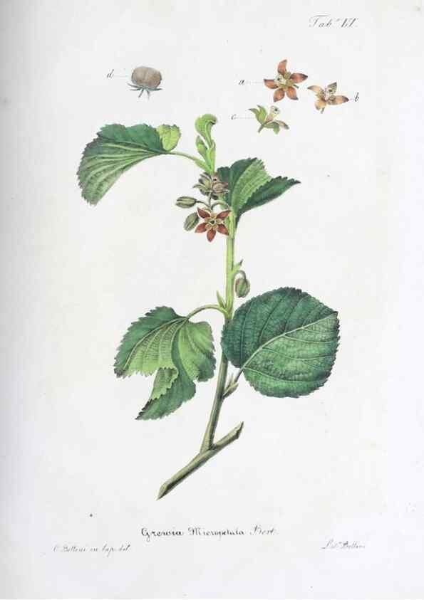 Reproducción/Reproduction 41008119372: Horti botanici bononiensis plantae novae vel minus cognitae.. Bononiae,1838-39.. 
