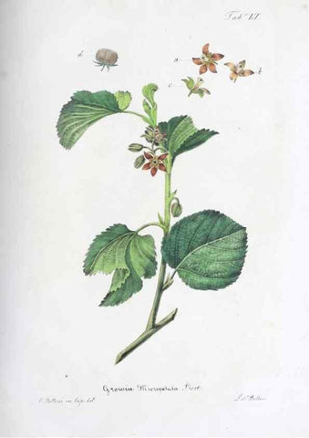 Reproducción/Reproduction 41008119372: Horti botanici bononiensis plantae novae vel minus cognitae.. Bononiae,1838-39.. 