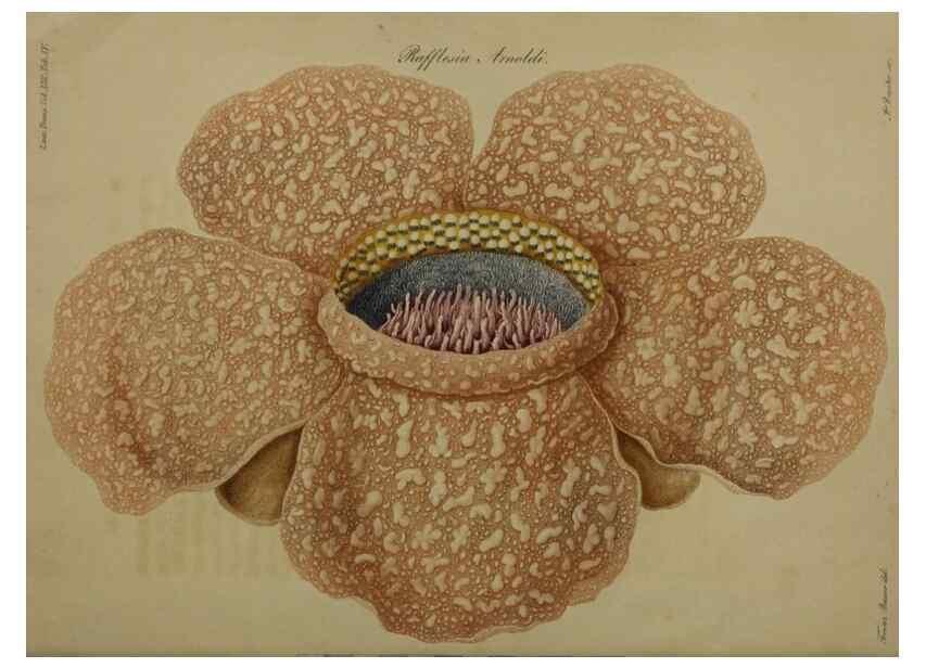 Reproducción/Reproduction 41053125201: An account of a new genus of plants, named Rafflesia /. London :Printed by Richard and Arthur Taylor,1821.. 
