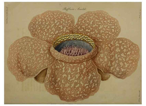 Reproducción/Reproduction 41053125201: An account of a new genus of plants, named Rafflesia /. London :Printed by Richard and Arthur Taylor,1821.. 
