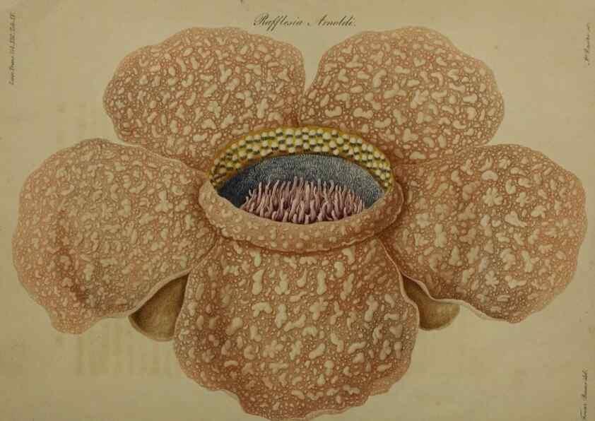 Reproducción/Reproduction 41053125201: An account of a new genus of plants, named Rafflesia /. London :Printed by Richard and Arthur Taylor,1821.. 