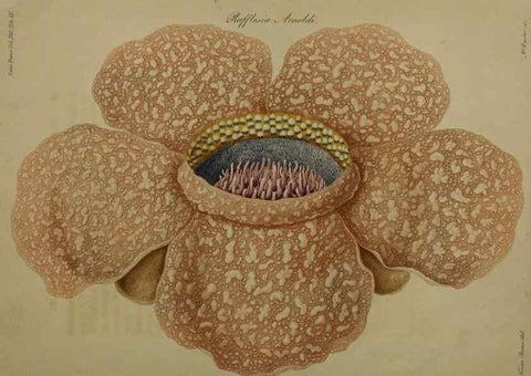Reproducción/Reproduction 41053125201: An account of a new genus of plants, named Rafflesia /. London :Printed by Richard and Arthur Taylor,1821.. 