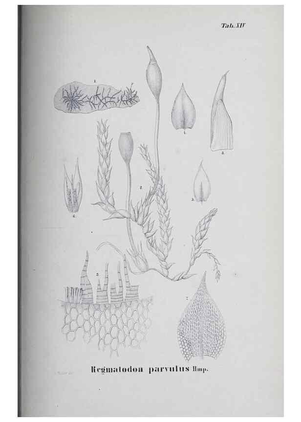 Reproducción/Reproduction 41053391911: Icones muscorum novorum vel minus cognitorum /. Bonnae :Henry & Cohen,1844.. 
