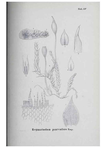 Reproducción/Reproduction 41053391911: Icones muscorum novorum vel minus cognitorum /. Bonnae :Henry & Cohen,1844.. 