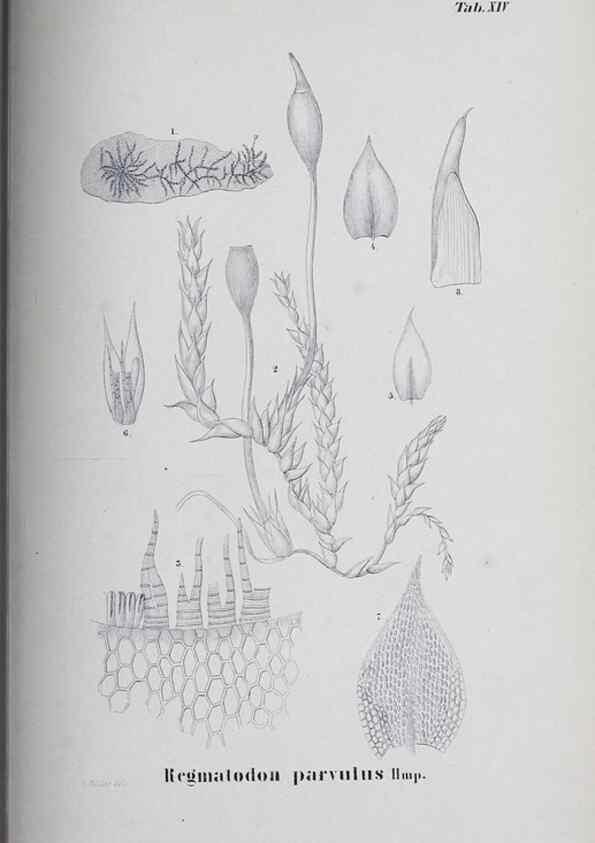 Reproducción/Reproduction 41053391911: Icones muscorum novorum vel minus cognitorum /. Bonnae :Henry & Cohen,1844.. 