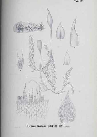 Reproducción/Reproduction 41053391911: Icones muscorum novorum vel minus cognitorum /. Bonnae :Henry & Cohen,1844.. 