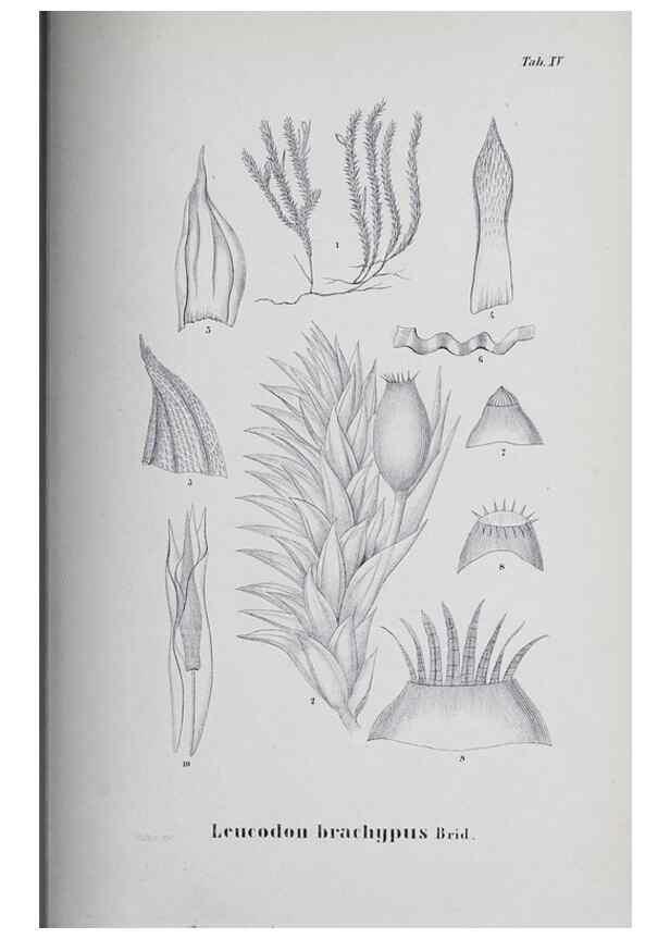 Reproducción/Reproduction 27182229158: Icones muscorum novorum vel minus cognitorum /. Bonnae :Henry & Cohen,1844.. 