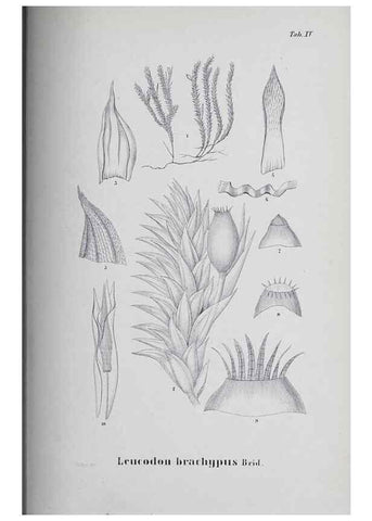 Reproducción/Reproduction 27182229158: Icones muscorum novorum vel minus cognitorum /. Bonnae :Henry & Cohen,1844.. 