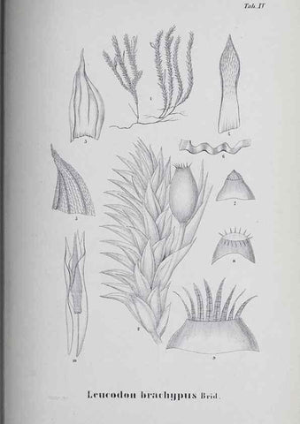 Reproducción/Reproduction 27182229158: Icones muscorum novorum vel minus cognitorum /. Bonnae :Henry & Cohen,1844.. 