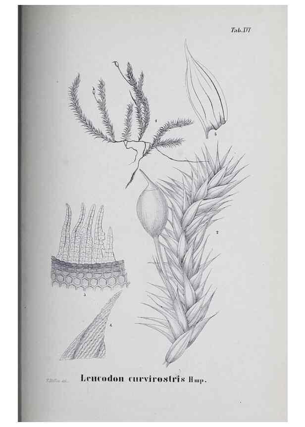 Reproducción/Reproduction 41053400091: Icones muscorum novorum vel minus cognitorum /. Bonnae :Henry & Cohen,1844.. 