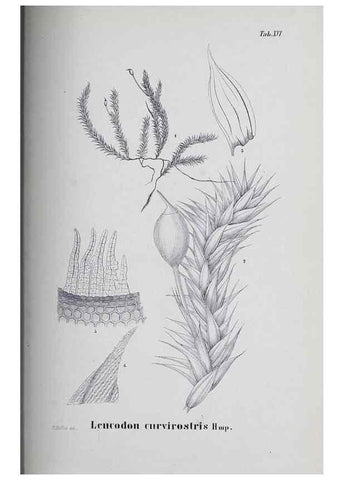 Reproducción/Reproduction 41053400091: Icones muscorum novorum vel minus cognitorum /. Bonnae :Henry & Cohen,1844.. 