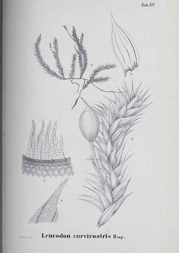 Reproducción/Reproduction 41053400091: Icones muscorum novorum vel minus cognitorum /. Bonnae :Henry & Cohen,1844.. 