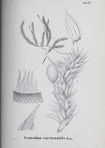 Reproducción/Reproduction 41053400091: Icones muscorum novorum vel minus cognitorum /. Bonnae :Henry & Cohen,1844.. 