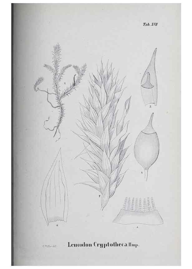 Reproducción/Reproduction 26182706757: Icones muscorum novorum vel minus cognitorum /. Bonnae :Henry & Cohen,1844.. 