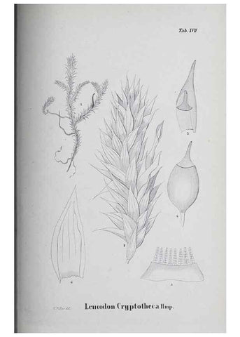 Reproducción/Reproduction 26182706757: Icones muscorum novorum vel minus cognitorum /. Bonnae :Henry & Cohen,1844.. 