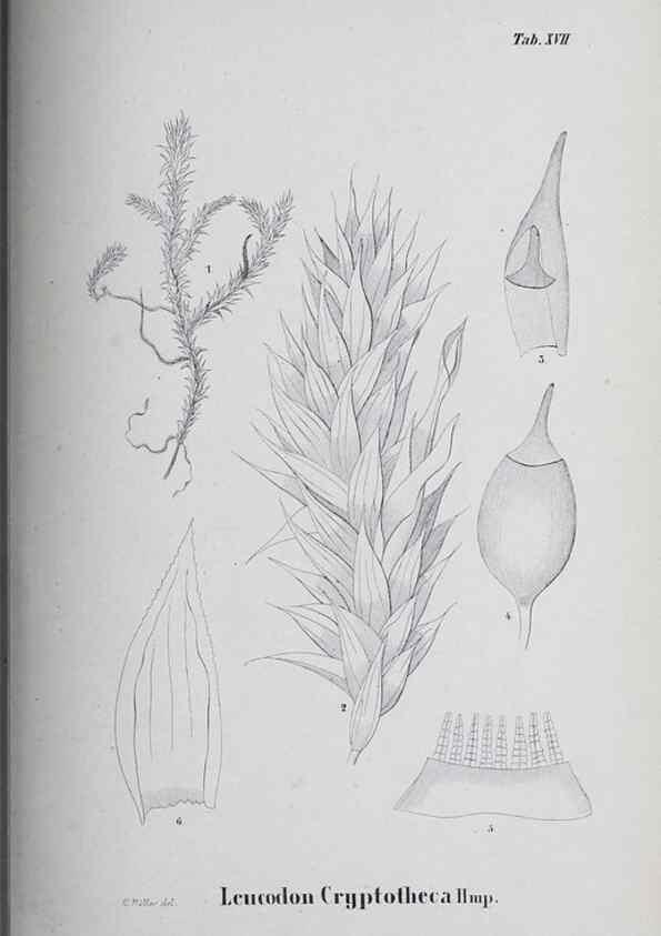 Reproducción/Reproduction 26182706757: Icones muscorum novorum vel minus cognitorum /. Bonnae :Henry & Cohen,1844.. 