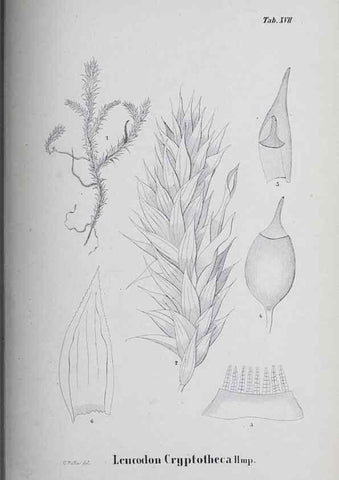 Reproducción/Reproduction 26182706757: Icones muscorum novorum vel minus cognitorum /. Bonnae :Henry & Cohen,1844.. 