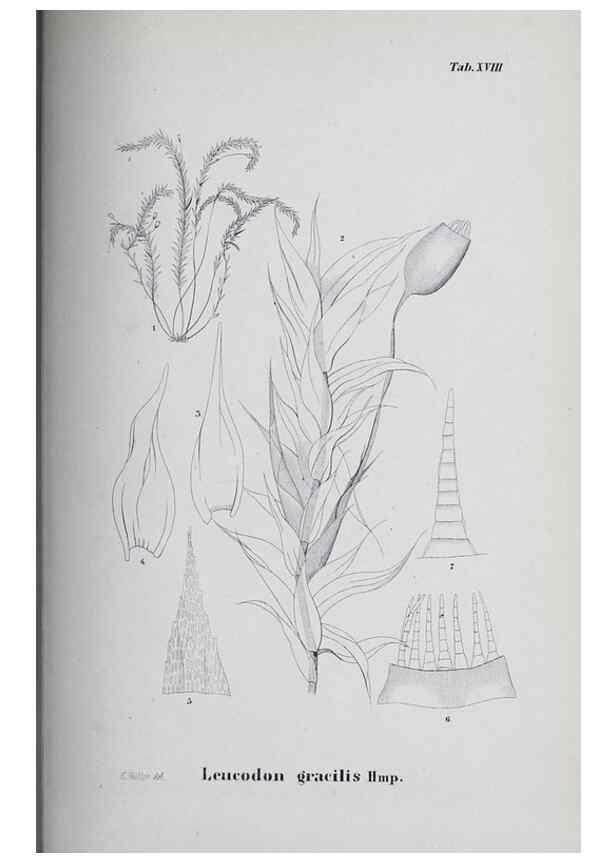 Reproducción/Reproduction 26182709557: Icones muscorum novorum vel minus cognitorum /. Bonnae :Henry & Cohen,1844.. 