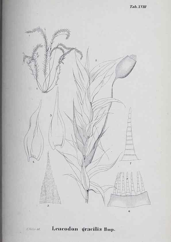 Reproducción/Reproduction 26182709557: Icones muscorum novorum vel minus cognitorum /. Bonnae :Henry & Cohen,1844.. 