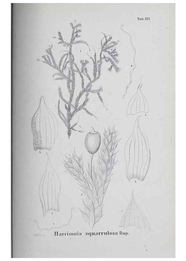 Reproducción/Reproduction 26182712147: Icones muscorum novorum vel minus cognitorum /. Bonnae :Henry & Cohen,1844.. 