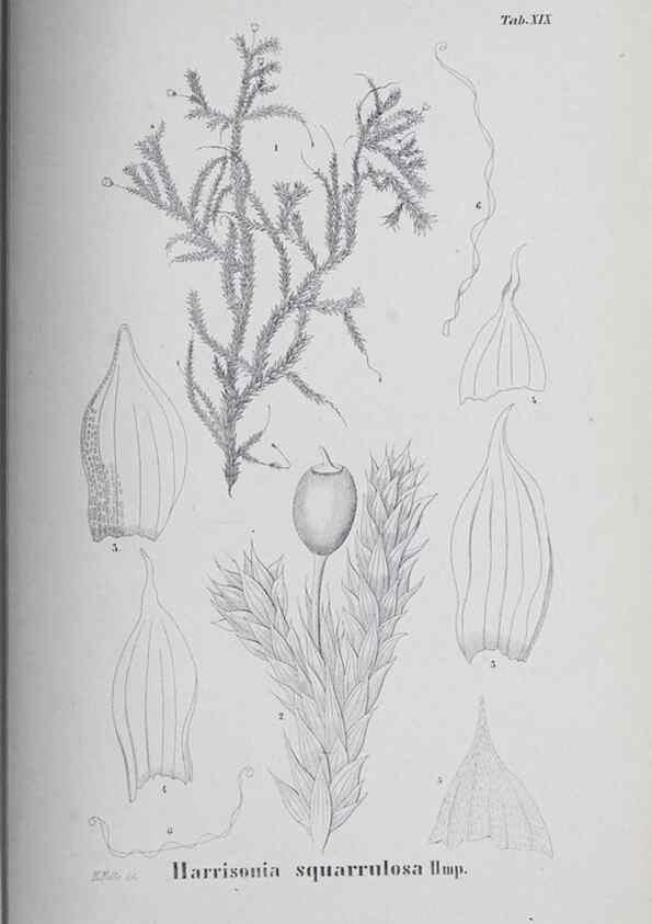 Reproducción/Reproduction 26182712147: Icones muscorum novorum vel minus cognitorum /. Bonnae :Henry & Cohen,1844.. 
