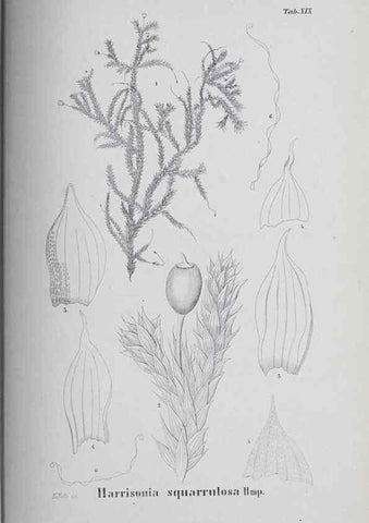 Reproducción/Reproduction 26182712147: Icones muscorum novorum vel minus cognitorum /. Bonnae :Henry & Cohen,1844.. 