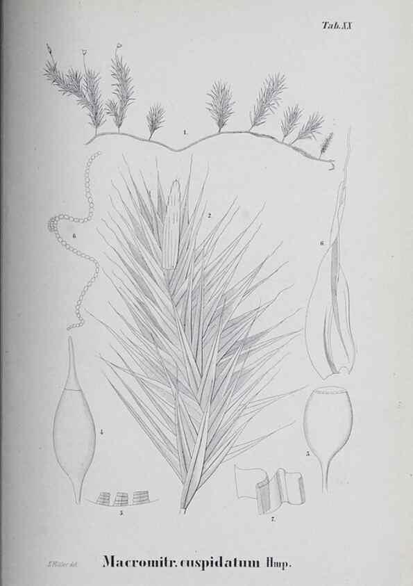 Reproducción/Reproduction 39244694360: Icones muscorum novorum vel minus cognitorum /. Bonnae :Henry & Cohen,1844.. 