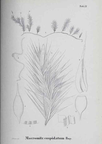 Reproducción/Reproduction 39244694360: Icones muscorum novorum vel minus cognitorum /. Bonnae :Henry & Cohen,1844.. 