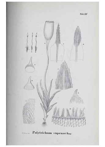 Reproducción/Reproduction 39244697020: Icones muscorum novorum vel minus cognitorum /. Bonnae :Henry & Cohen,1844.. 