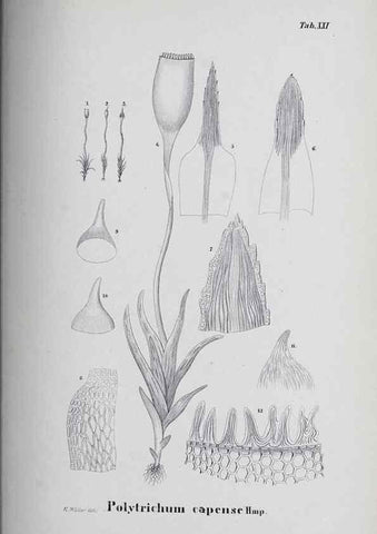 Reproducción/Reproduction 39244697020: Icones muscorum novorum vel minus cognitorum /. Bonnae :Henry & Cohen,1844.. 