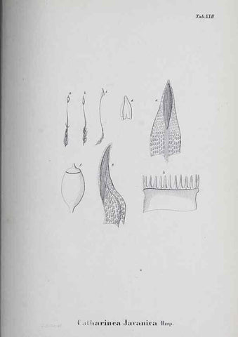 Reproducción/Reproduction 41053409331: Icones muscorum novorum vel minus cognitorum /. Bonnae :Henry & Cohen,1844.. 