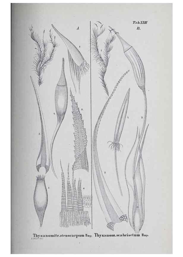 Reproducción/Reproduction 27182260428: Icones muscorum novorum vel minus cognitorum /. Bonnae :Henry & Cohen,1844.. 