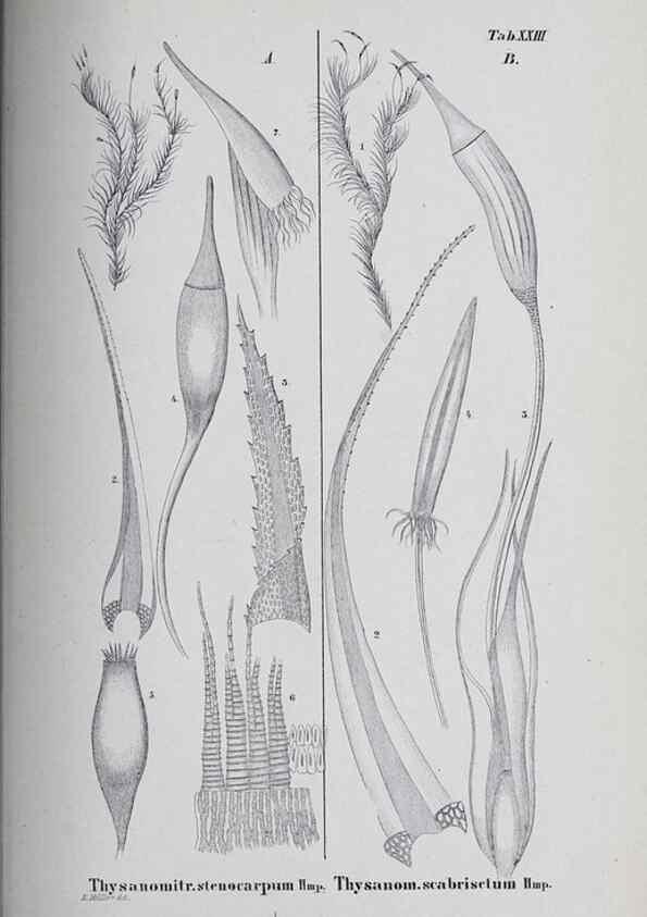 Reproducción/Reproduction 27182260428: Icones muscorum novorum vel minus cognitorum /. Bonnae :Henry & Cohen,1844.. 