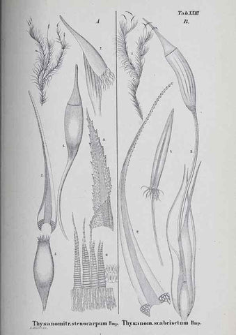 Reproducción/Reproduction 27182260428: Icones muscorum novorum vel minus cognitorum /. Bonnae :Henry & Cohen,1844.. 