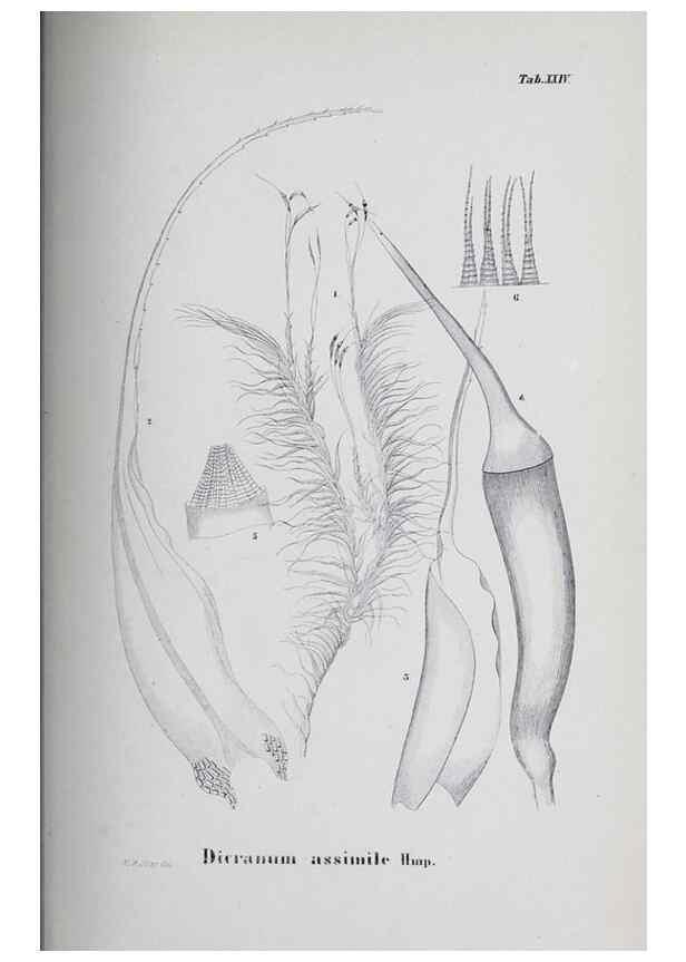 Reproducción/Reproduction 39244705290: Icones muscorum novorum vel minus cognitorum /. Bonnae :Henry & Cohen,1844.. 