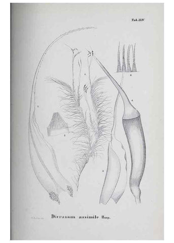 Reproducción/Reproduction 39244705290: Icones muscorum novorum vel minus cognitorum /. Bonnae :Henry & Cohen,1844.. 