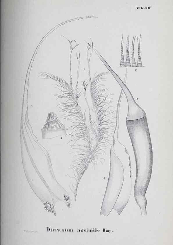 Reproducción/Reproduction 39244705290: Icones muscorum novorum vel minus cognitorum /. Bonnae :Henry & Cohen,1844.. 
