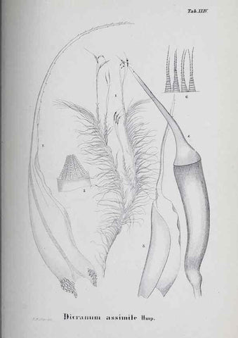 Reproducción/Reproduction 39244705290: Icones muscorum novorum vel minus cognitorum /. Bonnae :Henry & Cohen,1844.. 